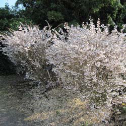 Cerisier à fleurs nain 'Kojo No Mai' / Prunus incisa Kojo No Mai